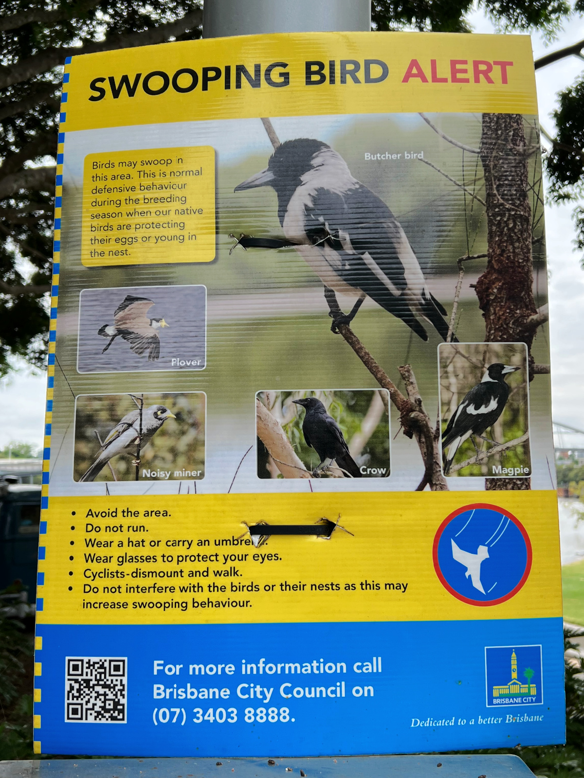 A warning sign about swooping Magpies in Australia